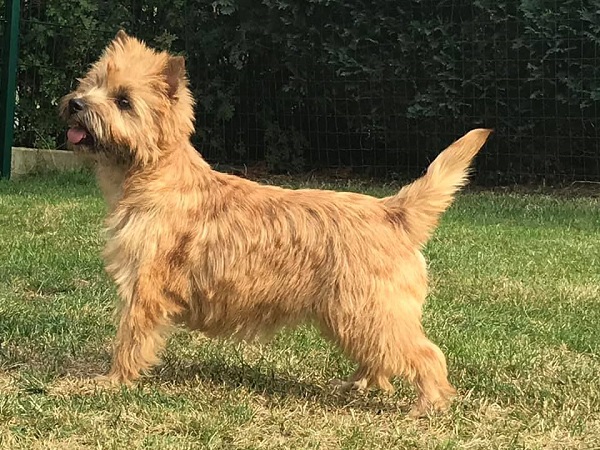 72476562_2747919805238698_6439024835703078912_n