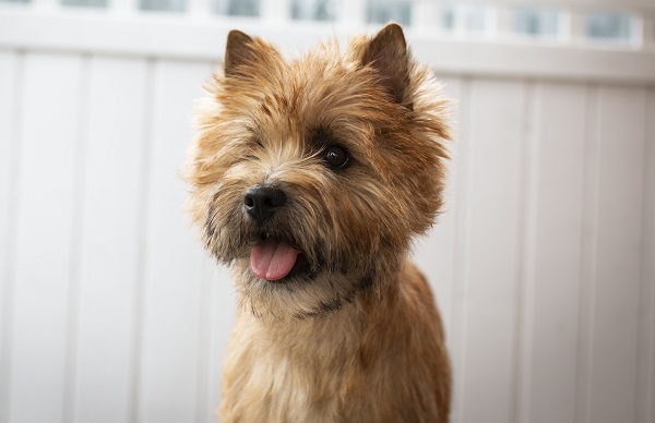 aIMG_0966_Rosy_Portrait