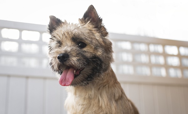 aIMG_1107_Zoffi_Portrait