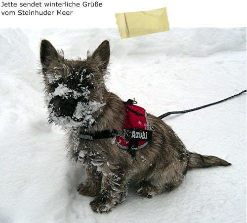 Jette sendet winterliche Gr��e vom Steinhuder Meer