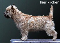 hier klicken
